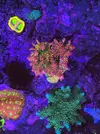 [TodoMarino.com] Tet_Reef