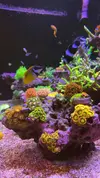 [TodoMarino.com] Tet_Reef