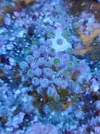 [TodoMarino.com] Mucosa blanca zoas