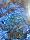 [TodoMarino.com] Mucosa blanca zoas