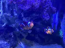 [TodoMarino.com] Pareja reproductora Ocellaris