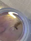 [TodoMarino.com] Especie de babosa?