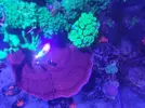 [TodoMarino.com] Montipora plato XXL (Almería)