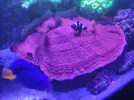 [TodoMarino.com] Montipora plato XXL (Almería)