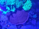 [TodoMarino.com] Montipora plato XXL (Almería)