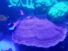 [TodoMarino.com] Montipora plato XXL (Almería)