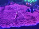[TodoMarino.com] Montipora plato XXL (Almería)
