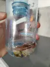 [TodoMarino.com] Atrapar camarones
