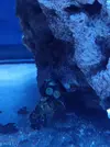 [TodoMarino.com] Coral zoanthus cerrado y con pellejo