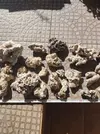 [TodoMarino.com] Vendo Roca Muerta Fiji Premium