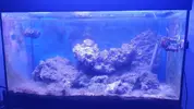 [TodoMarino.com] "Novato compra acuario lleno de algas" xD