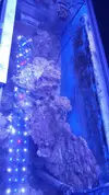 [TodoMarino.com] "Novato compra acuario lleno de algas" xD