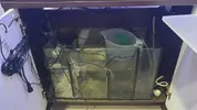 [TodoMarino.com] "Novato compra acuario lleno de algas" xD