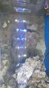 [TodoMarino.com] "Novato compra acuario lleno de algas" xD