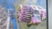 [TodoMarino.com] "Novato compra acuario lleno de algas" xD