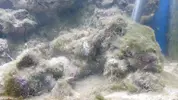 [TodoMarino.com] "Novato compra acuario lleno de algas" xD