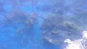 [TodoMarino.com] "Novato compra acuario lleno de algas" xD