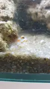 [TodoMarino.com] "Novato compra acuario lleno de algas" xD