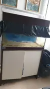 [TodoMarino.com] "Novato compra acuario lleno de algas" xD