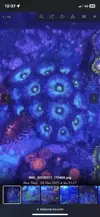 [TodoMarino.com] Compro estos zoas en madrid