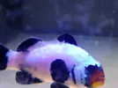 [TodoMarino.com] Amphiprion ocellaris black frostbite - Barcelona (Baix LLobregat) - Vendido