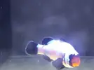 [TodoMarino.com] Amphiprion ocellaris black frostbite - Barcelona (Baix LLobregat) - Vendido