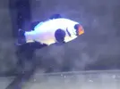 [TodoMarino.com] Amphiprion ocellaris black frostbite - Barcelona (Baix LLobregat) - Vendido