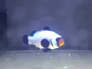 [TodoMarino.com] Amphiprion ocellaris black frostbite - Barcelona (Baix LLobregat) - Vendido