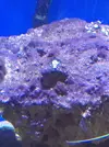 [TodoMarino.com] Alga terciopelo marron por la roca