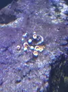 [TodoMarino.com] Alga terciopelo marron por la roca