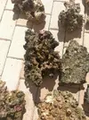 [TodoMarino.com] Roca fidji