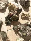 [TodoMarino.com] Roca fidji