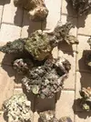 [TodoMarino.com] Roca fidji