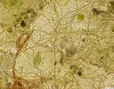 [TodoMarino.com] Alga al microscopio