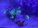 [TodoMarino.com] Desmonte acuario península 540 litros (Madrid) Primero lo vivo