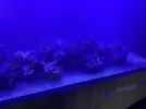 [TodoMarino.com] Desmonte acuario península 540 litros (Madrid) Primero lo vivo