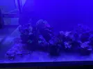 [TodoMarino.com] Desmonte acuario península 540 litros (Madrid) Primero lo vivo