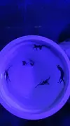 [TodoMarino.com] Microfauna