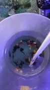 [TodoMarino.com] Microfauna