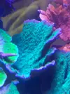 [TodoMarino.com] Montiporas digitatas y platos
