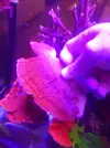 [TodoMarino.com] Montiporas digitatas y platos