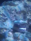 [TodoMarino.com] Colocar Montipora plato verde