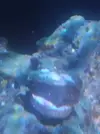 [TodoMarino.com] Colocar Montipora plato verde