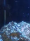 [TodoMarino.com] Colocar Montipora plato verde