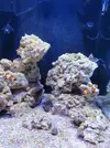 [TodoMarino.com] Proyecto 160L