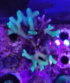 [TodoMarino.com] FRAG con 4 tipos de SERIATOPORAS (ROT, FLUOR, BIRD OF PARADISE Y HALLOWEEN NIGHT)