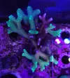 [TodoMarino.com] FRAG con 4 tipos de SERIATOPORAS (ROT, FLUOR, BIRD OF PARADISE Y HALLOWEEN NIGHT)