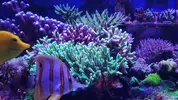 [TodoMarino.com] FRAG con 4 tipos de SERIATOPORAS (ROT, FLUOR, BIRD OF PARADISE Y HALLOWEEN NIGHT)