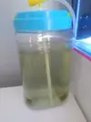 [TodoMarino.com] Cultivo copepodos fallido?