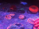 [TodoMarino.com] ZARAGOZA/VALENCIA SPS/LPS/BLANDOS
